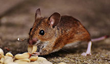 24 Hour & Emergency Exterminators in Hollister, WI